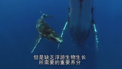 地球脉动-Planet Earth (2006) 9、浅海