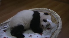 ITV – Panda Babies(2015)