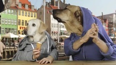 Two Dogs In Copenhagen