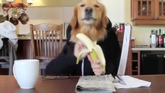 Dog Eats Breakfast