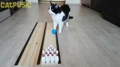 Cat in BOWLING as a professional !!