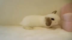 可爱的邋遢兔