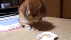 The loppy eared rabbit Eating yogurt for the first time