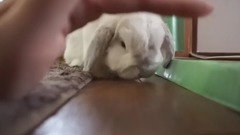 Rabbit hand to touch to his head