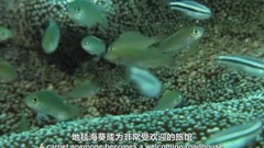 <大堡礁.珊瑚礁至雨林>第2集.中文字幕