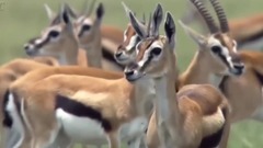 babuínos salva um Impala de Guepardo Incrível-Youtube Video