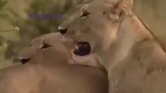 The stronger the lion mother elephant won't believe until you see the video