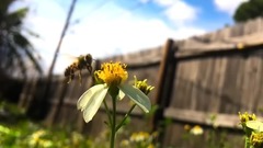 唯美田园 蜜蜂飞舞采集花粉特写