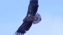 Spirit Of The Flying Eagle