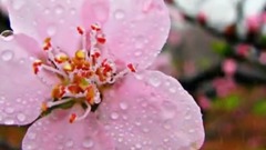 雨に濡れて(雨中淋湿)