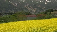 漫山遍野的油菜花盛开美景