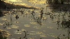 雨にぬれた花(雨中淋湿的花)