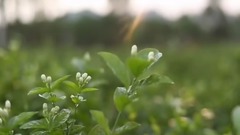 广西横县茉莉花茶风光