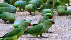 Parrots in India