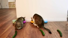 猫とうさぎにきゅうり置いてみた。- I put cucumbers behind cats and rabbits