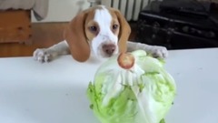 Clumsy Puppy Steals Lettuce