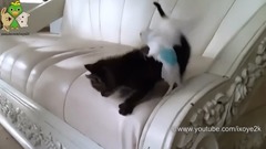 Cats Playing with Parakeet. Very Cute. Surfing USA