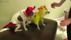 Funny Animals in Halloween Costumes ★ PETS in HALLOWEEN COSTUMES [Funny Pets]