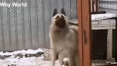 Funny Cats & Dogs Singing & Dancing Videos – Cat & Dog Dance Sing Compilation