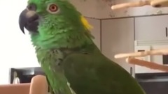 Funny Birds Sing Imitate Sounds & Dance