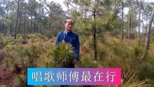 云南山歌：十月甘蔗节节甜