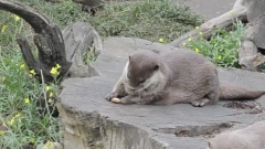 Otter Spielt Mit Einem Stein