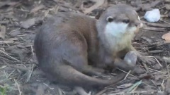 Otters Playing With Stones At Chester Zoo