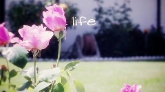 Life Is Like A Song