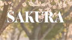 Sakura 歌词版