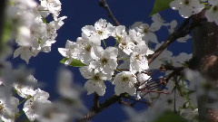 Bradford Pear And Crabapple Trees