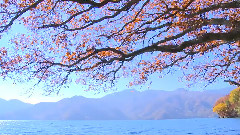 Lake in Autumn Beautiful Scenery Beautiful Old Tree