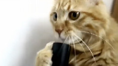 Cat Licking Vacuum Cleaner