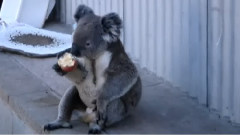 Koala Eating An Apple