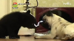 Cats And Dogs 2 Spica Cut 1