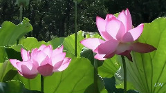 Secret Garden,音乐短片 - Lotus 饭制版