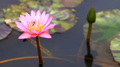Secret Garden - Lotus