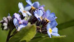 The Flower Duet