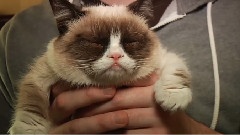 Cheer Up,Grumpy Cat!