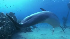 Dolphins In The Deep Blue Ocean