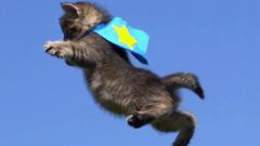 Flying Cat