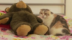 Chubby Scottish Fold Cat Gives A Bear A Full Body