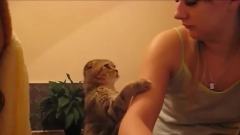 Cute Cats Demands Petting Compilation