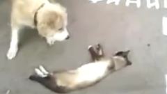 猫咪装死逃难记