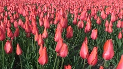 Tulips fields