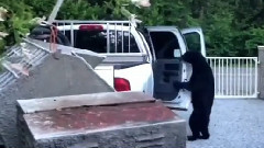 Cute Cub Breaks Into Truck