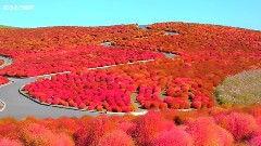 Kochia In Autumn Colour