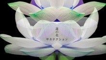 サカナクション - 蓮の花