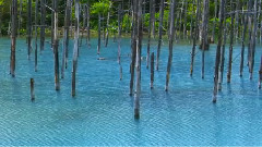 Chariots Of Fire(北海道.富良野花田.美瑛)