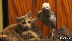 Parrots Annoying Cats Compilation