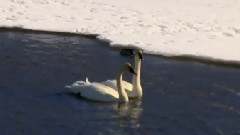 Trumpeter Swans